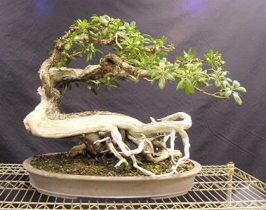 Shohin Bonsai on Buttonwood   Conocarpus Erectus   Click Here To View Image