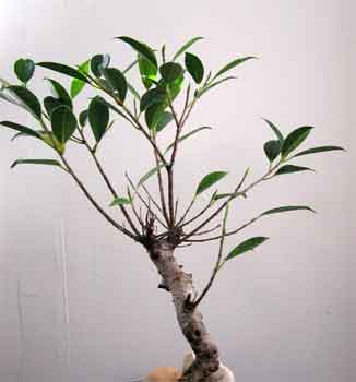 Ficus Bonsai Tree on Ficus Microcarpa With Long Bare Branches