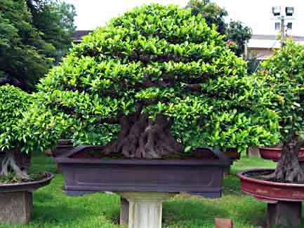 Bonsai Trees on As With Any Indoor Bonsai The Chinese Banyan Will Do Best In Bright
