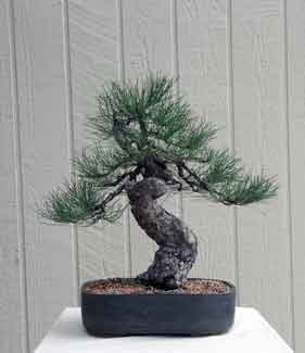 Bristlecone Pine Bonsai