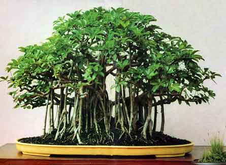 Bonsai Plant on Schefflera   The Indestructible Bonsai