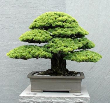 Bonsai on Images From The National Bonsai   Penjing Museum Located At The