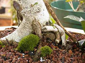 Ficus kingman root enlarged