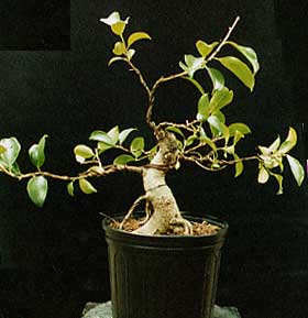 Ficus kingman start