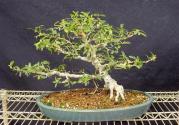 Ficus burtt-davyii