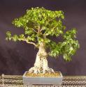 Ficus benjamina