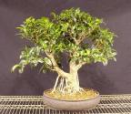 Ficus macrophylla