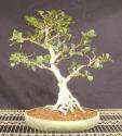 Ficus retusa