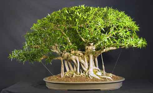 Ficus salicifolia