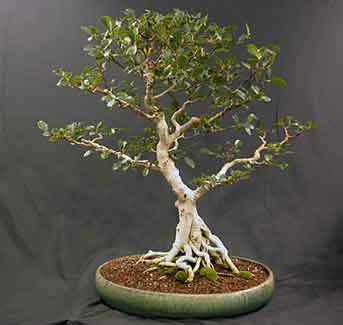 Ficus microcarpa from Hawaii