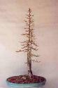 Eastern larch