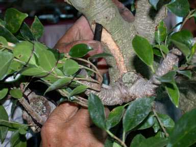 Carving bed of inlay graft